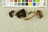  (Psathyrella pertinax - O-F-22229)  @11 [ ] CreativeCommons - Attribution Non-Commercial Share-Alike (2017) Unspecified University of Oslo, Natural History Museum