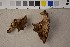  ( - O-F-22400)  @11 [ ] CreativeCommons - Attribution Non-Commercial Share-Alike (2016) Unspecified University of Oslo, Natural History Museum