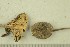  ( - O-F-240426)  @11 [ ] CreativeCommons - Attribution Non-Commercial Share-Alike (2019) Unspecified University of Oslo, Natural History Museum
