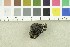  ( - O-F-243557)  @11 [ ] CreativeCommons - Attribution Non-Commercial Share-Alike (2017) Unspecified University of Oslo, Natural History Museum