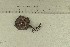  ( - O-F-244448)  @11 [ ] by-nc-sa (2021) Unspecified University of Oslo, Natural History Museum