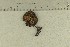  ( - O-F-244448)  @11 [ ] by-nc-sa (2021) Unspecified University of Oslo, Natural History Museum