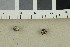  ( - O-F-245448)  @11 [ ] CreativeCommons - Attribution Non-Commercial Share-Alike (2019) Unspecified University of Oslo, Natural History Museum