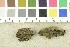  ( - O-F-245449)  @11 [ ] CreativeCommons - Attribution Non-Commercial Share-Alike (2017) Unspecified University of Oslo, Natural History Museum