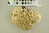  ( - O-F-246231)  @11 [ ] CreativeCommons - Attribution Non-Commercial Share-Alike (2018) Unspecified University of Oslo, Natural History Museum