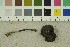  ( - O-F-247987)  @11 [ ] CreativeCommons - Attribution Non-Commercial Share-Alike (2017) Unspecified University of Oslo, Natural History Museum
