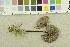  ( - O-F-248002)  @11 [ ] CreativeCommons - Attribution Non-Commercial Share-Alike (2017) Unspecified University of Oslo, Natural History Museum