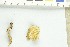  ( - O-F-248915)  @11 [ ] CreativeCommons - Attribution Non-Commercial Share-Alike (2017) Unspecified University of Oslo, Natural History Museum