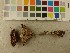  (Cortinarius niveotraganus - O-F-249009)  @11 [ ] CreativeCommons - Attribution Non-Commercial Share-Alike (2019) Unspecified University of Oslo, Natural History Museum
