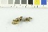  ( - O-F-249098)  @11 [ ] CreativeCommons - Attribution Non-Commercial Share-Alike (2017) Unspecified University of Oslo, Natural History Museum