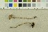  ( - O-F-249443)  @11 [ ] CreativeCommons - Attribution Non-Commercial Share-Alike (2018) Unspecified University of Oslo, Natural History Museum