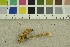  ( - O-F-249444)  @11 [ ] CreativeCommons - Attribution Non-Commercial Share-Alike (2018) Unspecified University of Oslo, Natural History Museum