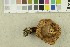  ( - O-F-249477)  @11 [ ] CreativeCommons - Attribution Non-Commercial Share-Alike (2018) Unspecified University of Oslo, Natural History Museum