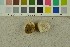  ( - O-F-249626)  @11 [ ] CreativeCommons - Attribution Non-Commercial Share-Alike (2017) Unspecified University of Oslo, Natural History Museum