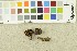  ( - O-F-252424)  @11 [ ] CreativeCommons - Attribution Non-Commercial Share-Alike (2017) Unspecified University of Oslo, Natural History Museum