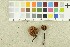  ( - O-F-252438)  @11 [ ] CreativeCommons - Attribution Non-Commercial Share-Alike (2017) Unspecified University of Oslo, Natural History Museum