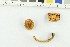  ( - O-F-252862)  @11 [ ] CreativeCommons - Attribution Non-Commercial Share-Alike (2017) Unspecified University of Oslo, Natural History Museum