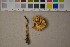  (Cortinarius xanthocephaloides - O-F-252888)  @11 [ ] CreativeCommons - Attribution Non-Commercial Share-Alike (2016) Unspecified University of Oslo, Natural History Museum