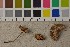  (Cortinarius scoticus - O-F-252945)  @11 [ ] CreativeCommons - Attribution Non-Commercial Share-Alike (2016) Unspecified University of Oslo, Natural History Museum