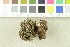  ( - O-F-252951)  @11 [ ] CreativeCommons - Attribution Non-Commercial Share-Alike (2017) Unspecified University of Oslo, Natural History Museum