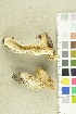  ( - O-F-253119)  @11 [ ] CreativeCommons - Attribution Non-Commercial Share-Alike (2018) Unspecified University of Oslo, Natural History Museum
