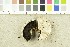  ( - O-F-253150)  @11 [ ] CreativeCommons - Attribution Non-Commercial Share-Alike (2017) Unspecified University of Oslo, Natural History Museum