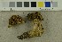  (Imleria - O-F-253808)  @11 [ ] CreativeCommons - Attribution Non-Commercial Share-Alike (2017) Unspecified University of Oslo, Natural History Museum