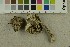  ( - O-F-253810)  @11 [ ] CreativeCommons - Attribution Non-Commercial Share-Alike (2017) Unspecified University of Oslo, Natural History Museum