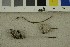  ( - O-F-253860)  @11 [ ] CreativeCommons - Attribution Non-Commercial Share-Alike (2017) Unspecified University of Oslo, Natural History Museum