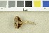  (Cortinarius gossypinus - O-F-253928)  @11 [ ] CreativeCommons - Attribution Non-Commercial Share-Alike (2017) Unspecified University of Oslo, Natural History Museum