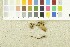  ( - O-F-253964)  @11 [ ] CreativeCommons - Attribution Non-Commercial Share-Alike (2017) Unspecified University of Oslo, Natural History Museum