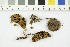  ( - O-F-253996)  @11 [ ] CreativeCommons - Attribution Non-Commercial Share-Alike (2017) Unspecified University of Oslo, Natural History Museum