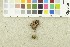  ( - O-F-254029)  @11 [ ] CreativeCommons - Attribution Non-Commercial Share-Alike (2017) Unspecified University of Oslo, Natural History Museum