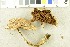  (Cortinarius xanthocephalus - O-F-254045)  @11 [ ] CreativeCommons - Attribution Non-Commercial Share-Alike (2017) Unspecified University of Oslo, Natural History Museum