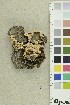  ( - O-F-254176)  @11 [ ] CreativeCommons - Attribution Non-Commercial Share-Alike (2018) Unspecified University of Oslo, Natural History Museum