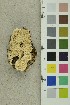  ( - O-F-254179)  @11 [ ] CreativeCommons - Attribution Non-Commercial Share-Alike (2018) Unspecified University of Oslo, Natural History Museum