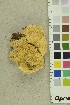  ( - O-F-254197)  @11 [ ] CreativeCommons - Attribution Non-Commercial Share-Alike (2018) Unspecified University of Oslo, Natural History Museum