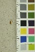  ( - O-F-254214)  @11 [ ] CreativeCommons - Attribution Non-Commercial Share-Alike (2018) Unspecified University of Oslo, Natural History Museum