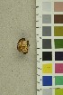  ( - O-F-254219)  @11 [ ] CreativeCommons - Attribution Non-Commercial Share-Alike (2018) Unspecified University of Oslo, Natural History Museum