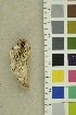  ( - O-F-254233)  @11 [ ] CreativeCommons - Attribution Non-Commercial Share-Alike (2018) Unspecified University of Oslo, Natural History Museum