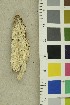  ( - O-F-254235)  @11 [ ] CreativeCommons - Attribution Non-Commercial Share-Alike (2018) Unspecified University of Oslo, Natural History Museum