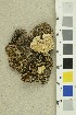  ( - O-F-254251)  @11 [ ] CreativeCommons - Attribution Non-Commercial Share-Alike (2018) Unspecified University of Oslo, Natural History Museum