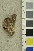  ( - O-F-254252)  @11 [ ] CreativeCommons - Attribution Non-Commercial Share-Alike (2018) Unspecified University of Oslo, Natural History Museum