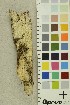  ( - O-F-254258)  @11 [ ] CreativeCommons - Attribution Non-Commercial Share-Alike (2018) Unspecified University of Oslo, Natural History Museum