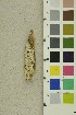  ( - O-F-254261)  @11 [ ] CreativeCommons - Attribution Non-Commercial Share-Alike (2018) Unspecified University of Oslo, Natural History Museum