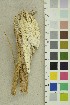  ( - O-F-254270)  @11 [ ] CreativeCommons - Attribution Non-Commercial Share-Alike (2018) Unspecified University of Oslo, Natural History Museum