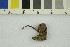  ( - O-F-254398)  @11 [ ] CreativeCommons - Attribution Non-Commercial Share-Alike (2018) Unspecified University of Oslo, Natural History Museum