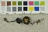  ( - O-F-254459)  @11 [ ] CreativeCommons - Attribution Non-Commercial Share-Alike (2018) Unspecified University of Oslo, Natural History Museum