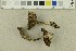  ( - O-F-254487)  @11 [ ] CreativeCommons - Attribution Non-Commercial Share-Alike (2018) Unspecified University of Oslo, Natural History Museum