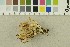  ( - O-F-254491)  @11 [ ] CreativeCommons - Attribution Non-Commercial Share-Alike (2018) Unspecified University of Oslo, Natural History Museum